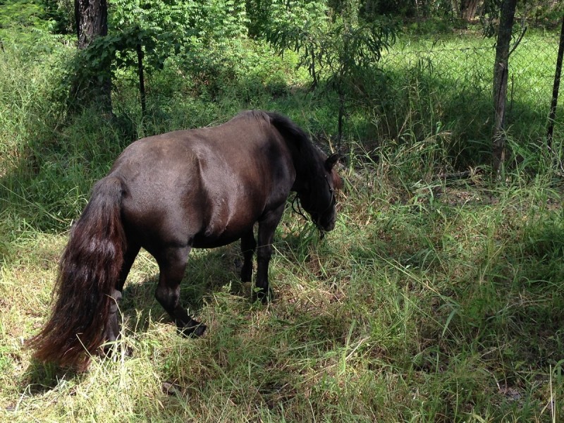 181 Brygon Creek Drive, Upper Coomera QLD 4209
