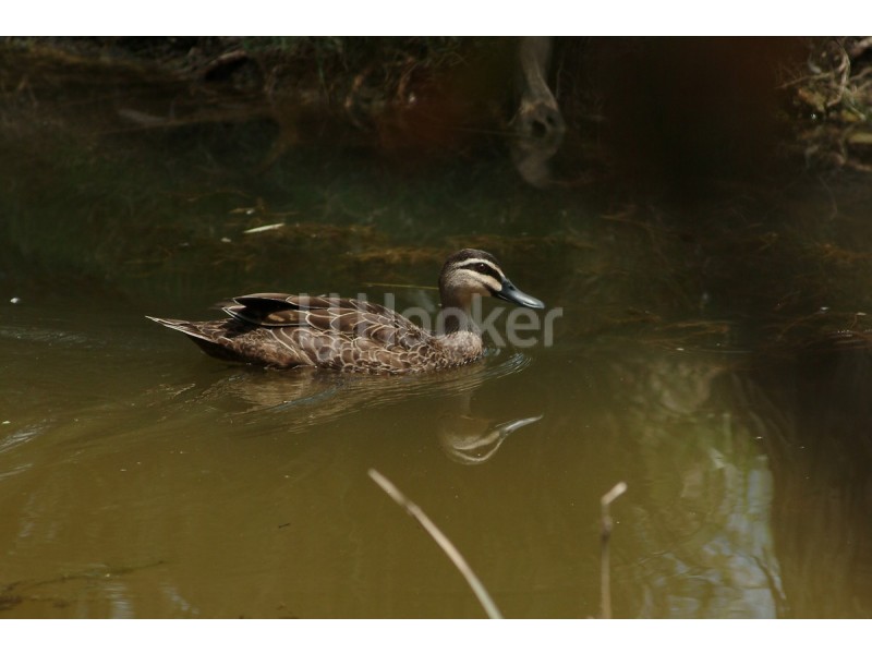 11/22 Yulia Street, Coombabah QLD 4216