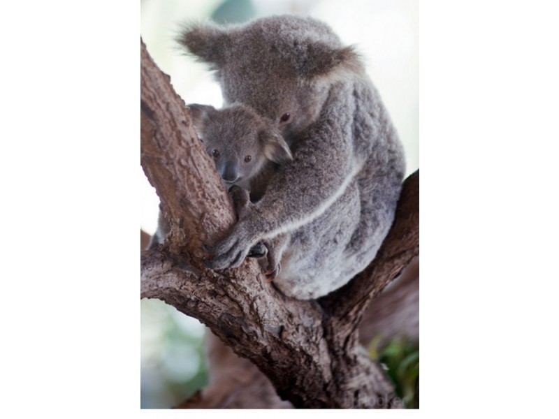 21 Siena Place, Coombabah QLD 4216