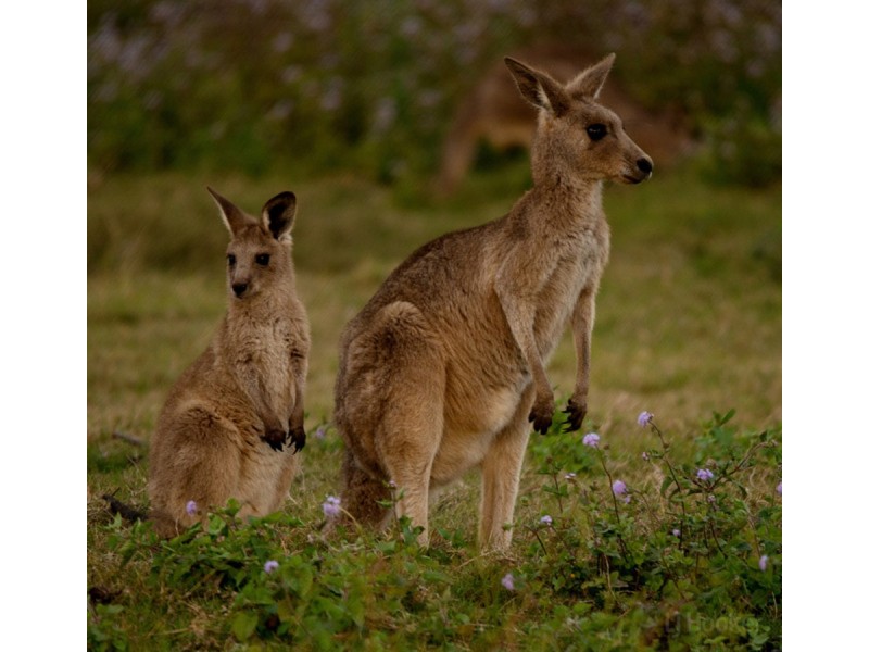 21 Siena Place, Coombabah QLD 4216