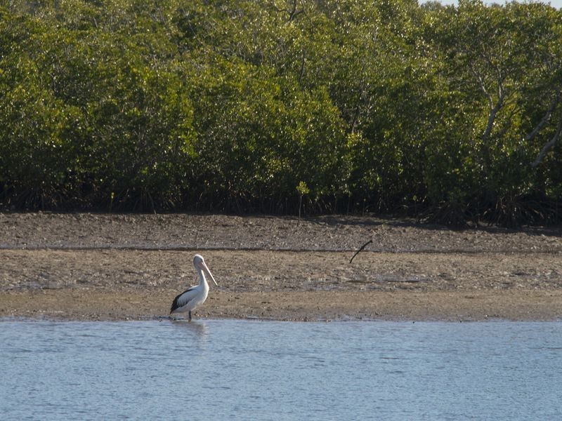 42 Tallara Street, Coombabah QLD 4216
