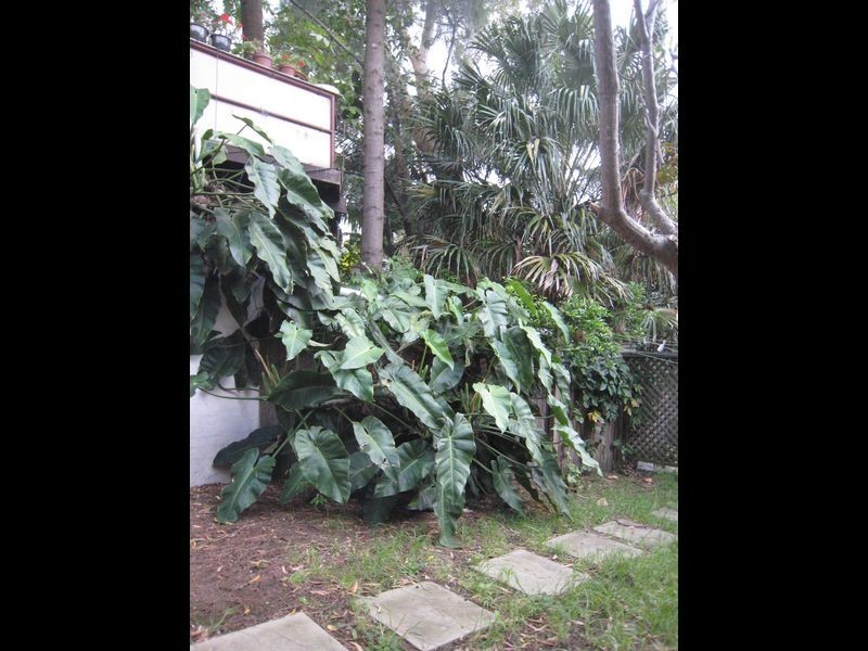 12 Hartley Street, Rozelle NSW 2039