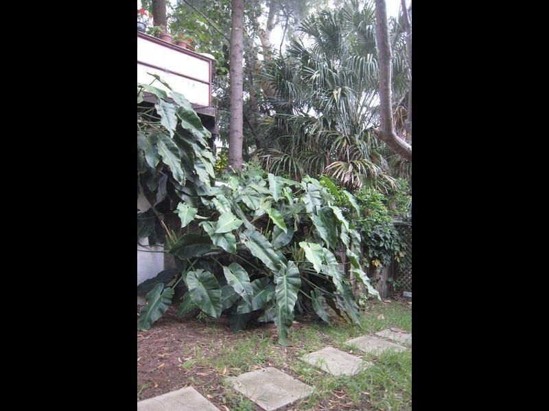 12 Hartley Street, Rozelle NSW 2039