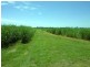 Lot 4 Hawe Road, Electra QLD 4670