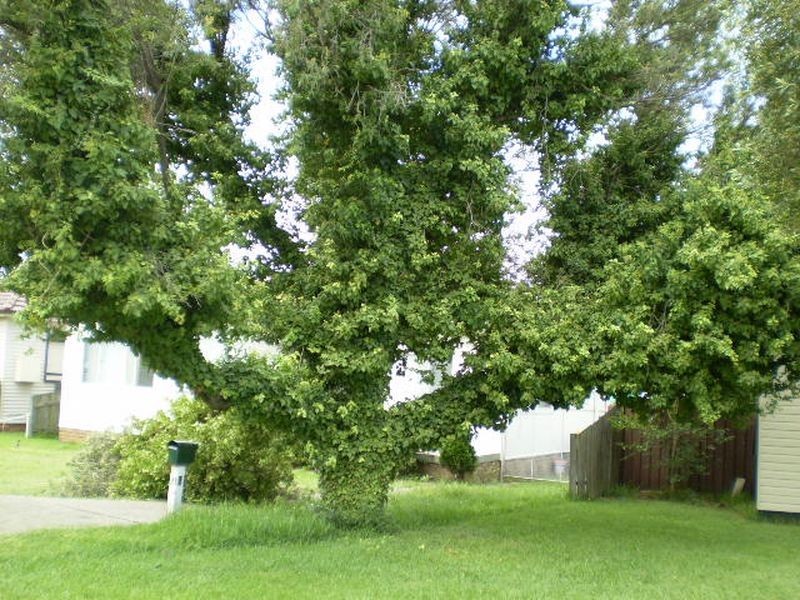 21 Yeo Street, Yagoona NSW 2199