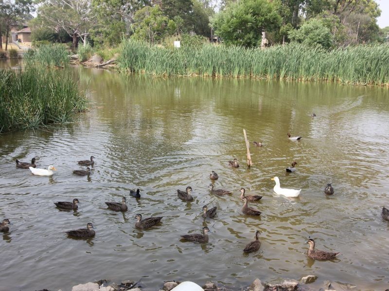 1/300 Heatherhill Road, Frankston VIC 3199