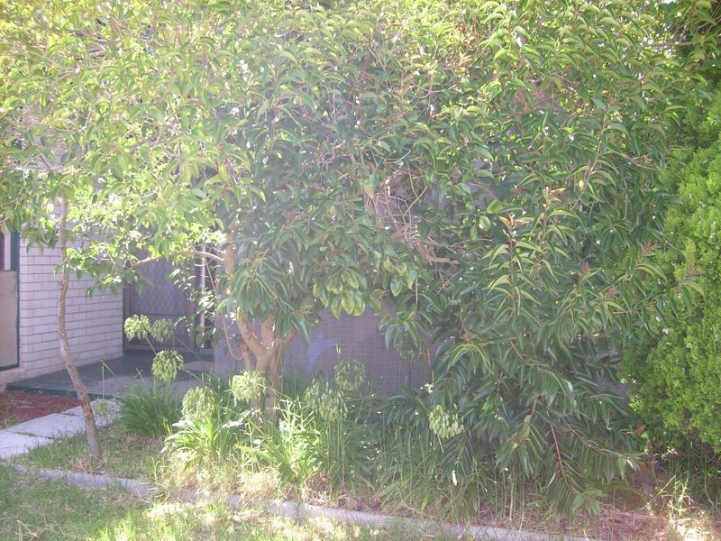 25 Berberis Cres, Frankston VIC 3199