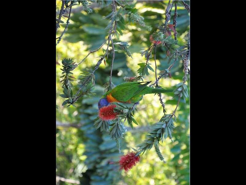 66 Chaprowe Road, The Gap QLD 4061