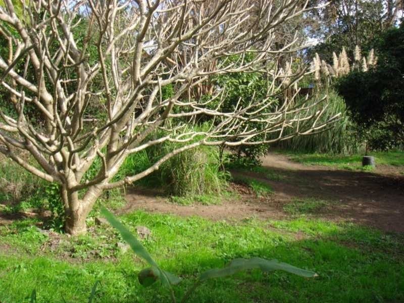 100 Acacia Drive, Ashgrove QLD 4060