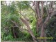27 Cavell Terrace, Ashgrove QLD 4060