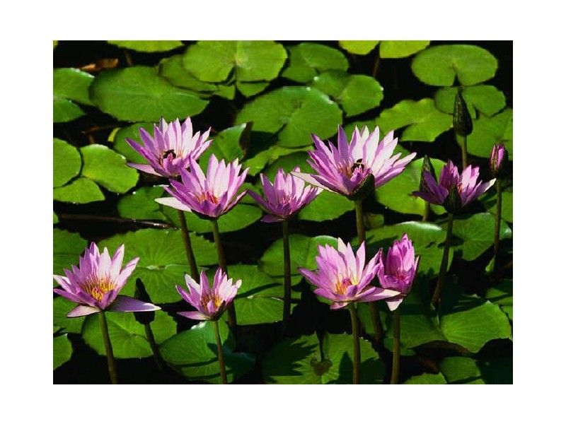 16 Gadd Street, Crystal Brook SA 5523