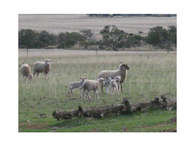 Lot 99 Sunnyville Road, Warnertown SA 5540