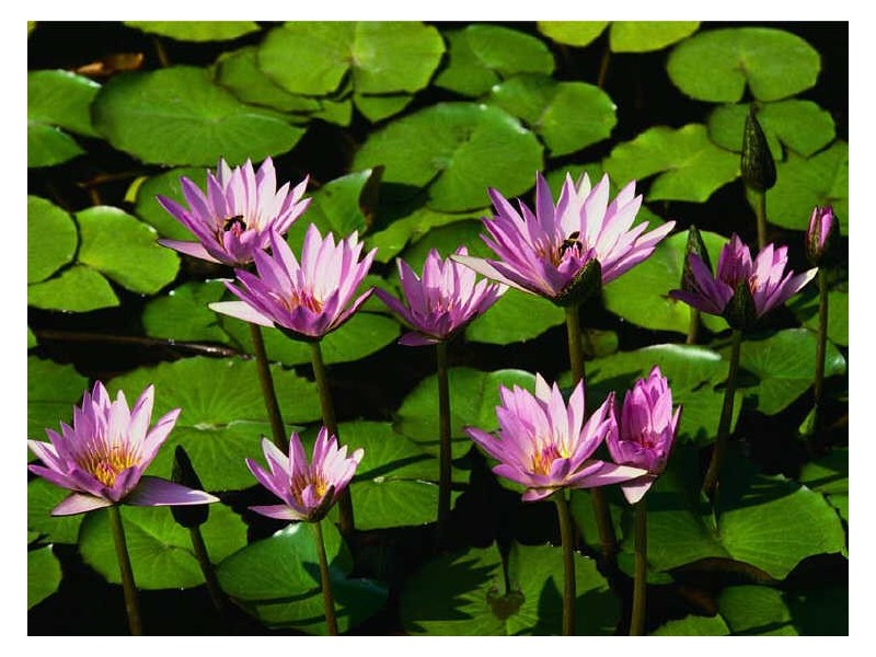 9 Fifth Street, Gladstone SA 5473