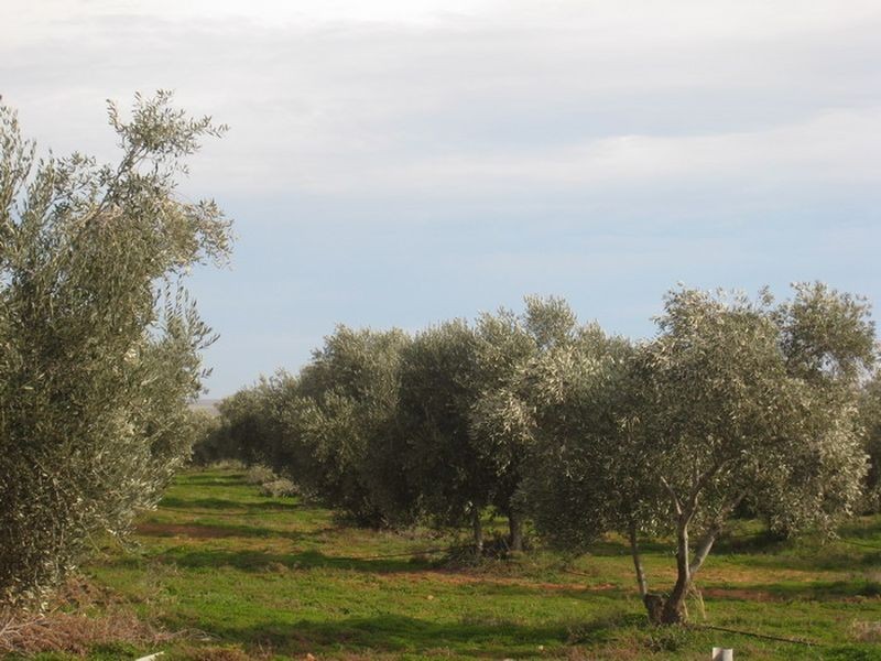 Lot 242 Muster Drive, Napperby SA 5540