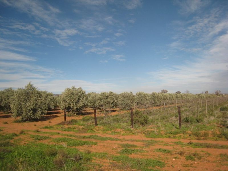 Lot 242 Muster Drive, Napperby SA 5540