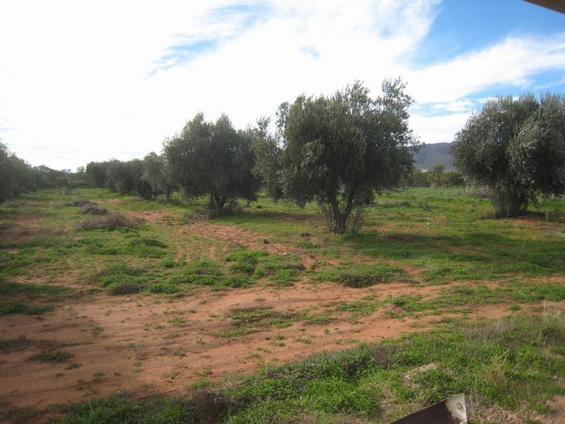 Lot 242 Muster Drive, Napperby SA 5540