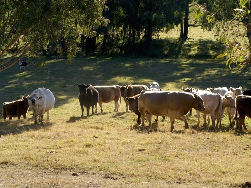 47 Clouts Road, Bergalia NSW 2537