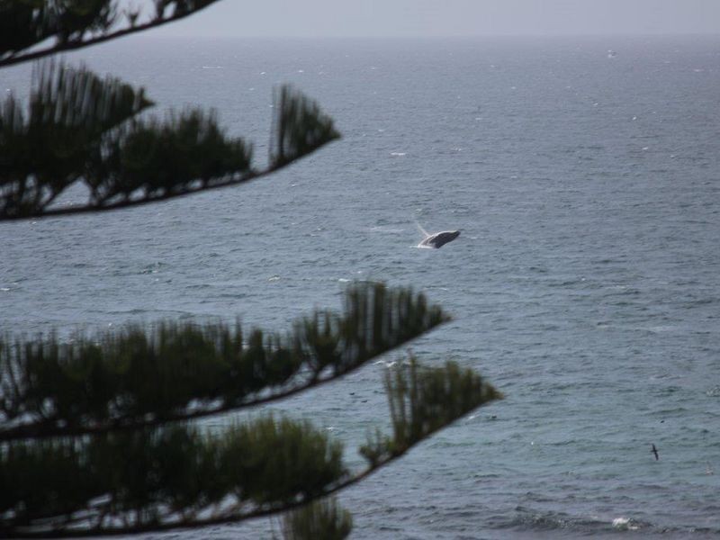 131 Tuross Boulevarde, Tuross Head NSW 2537