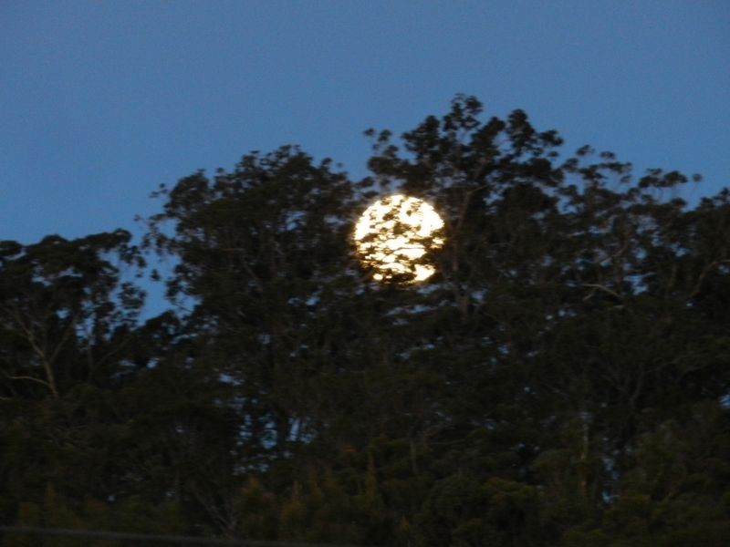 139 Country Club Drive, Catalina NSW 2536