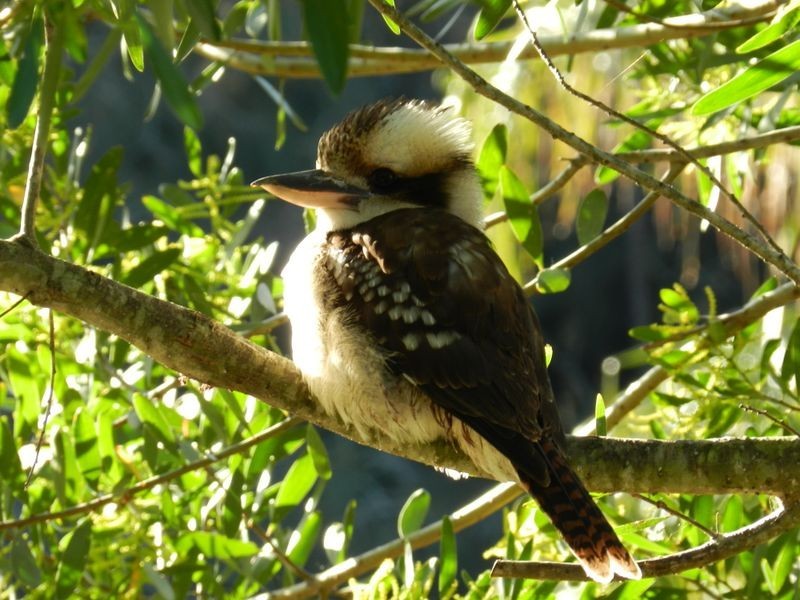 139 Country Club Drive, Catalina NSW 2536