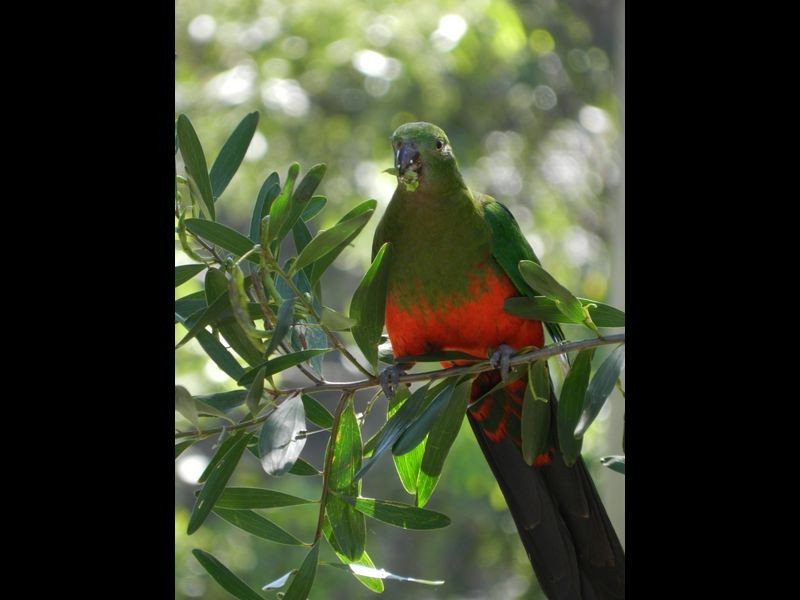 139 Country Club Drive, Catalina NSW 2536