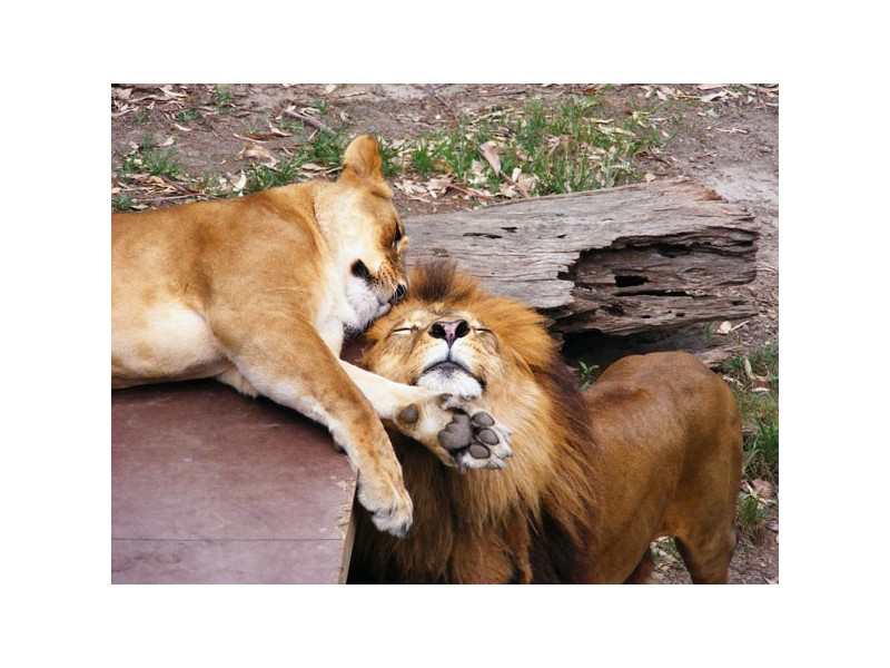 Lot 25 Veitch Street, Mogo NSW 2536