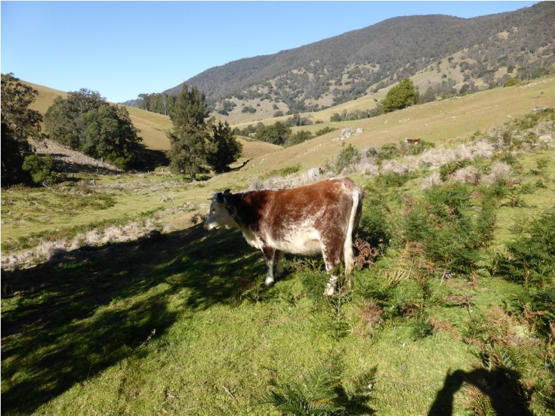 Lot 1 off Neringla Road, Araluen NSW 2622