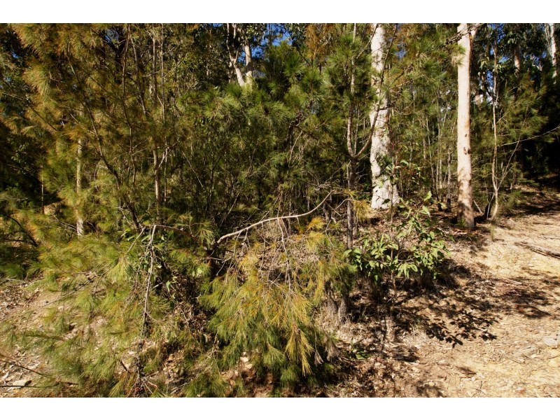 41 Albatross Road, Catalina NSW 2536