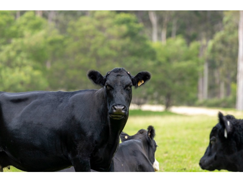 415 Meadows Road, Moruya NSW 2537