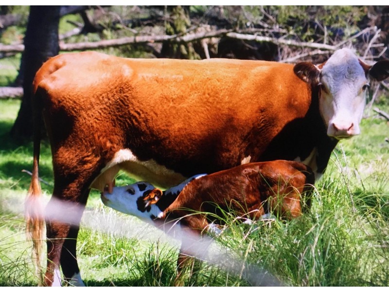 Lot 1 The River Road, Currowan NSW 2536