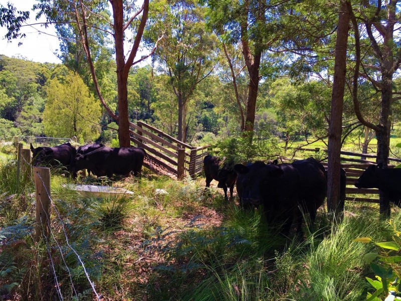 Lot 1 The River Road, Currowan NSW 2536