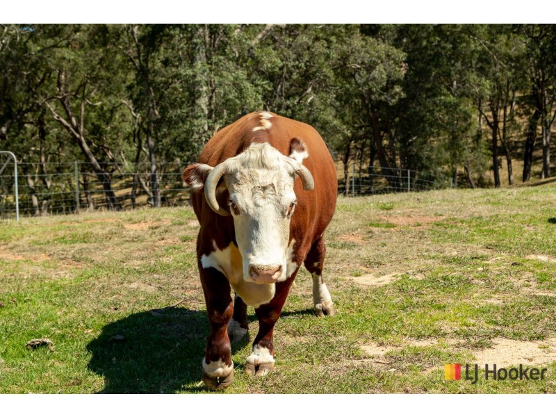 130 Allards Lane, Nelligen NSW 2536