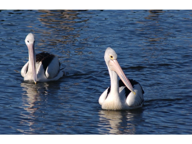 10 Spotted Gum Place, North Batemans Bay NSW 2536