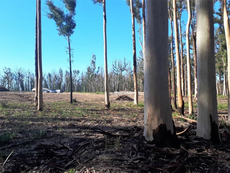 95 Bimbimbie Road, Bimbimbie NSW 2536