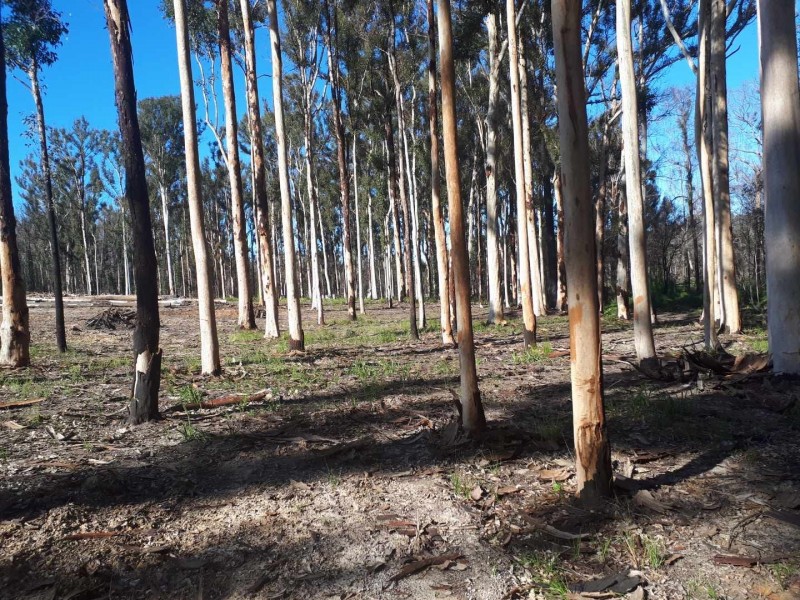 95 Bimbimbie Road, Bimbimbie NSW 2536