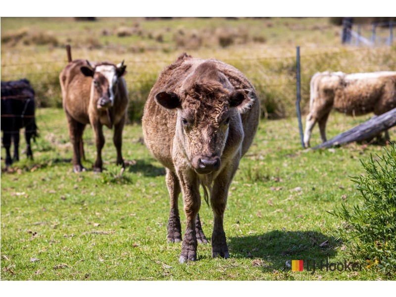 1109 Princes Highway, Mogo NSW 2536