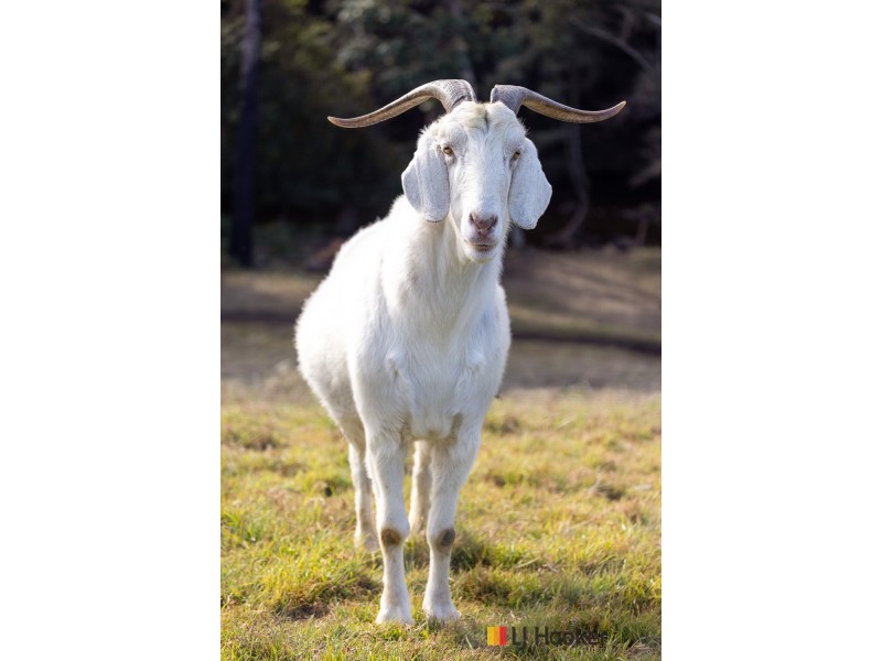 20 Western Distributor Road, Currowan NSW 2536