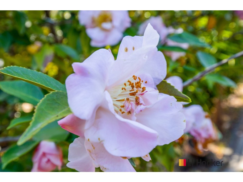 155 Mccardys Creek Road, Nelligen NSW 2536