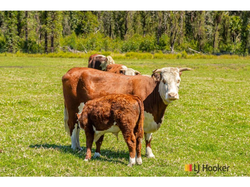 210 Nelligen Creek Road, Nelligen NSW 2536