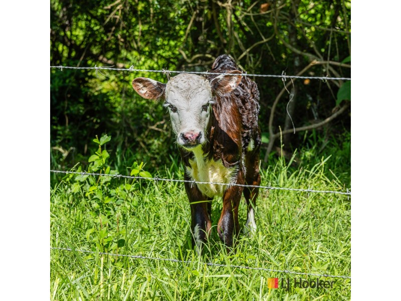 1325 Old Bolaro Road, Buckenbowra NSW 2536