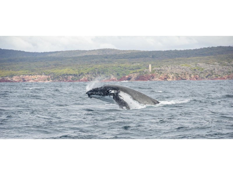 Sapphire of Eden/215-217 Imlay Street, Eden NSW 2551