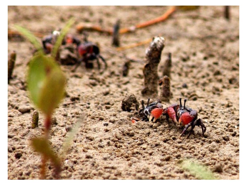 Lot 124 Myamba Parade, Surfside NSW 2536