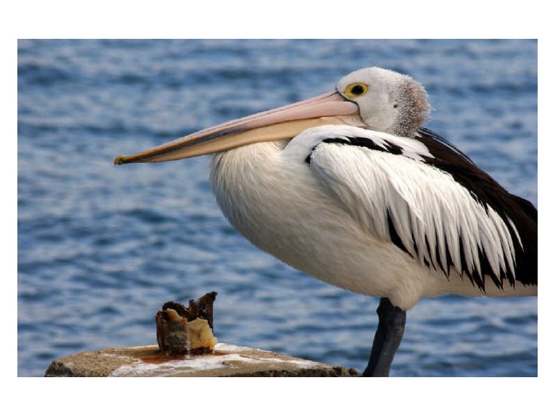 Lot 124 Myamba Parade, Surfside NSW 2536