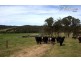 347 Nerrigundah Mountain Road-Stockyard Farm, Bodalla NSW 2545