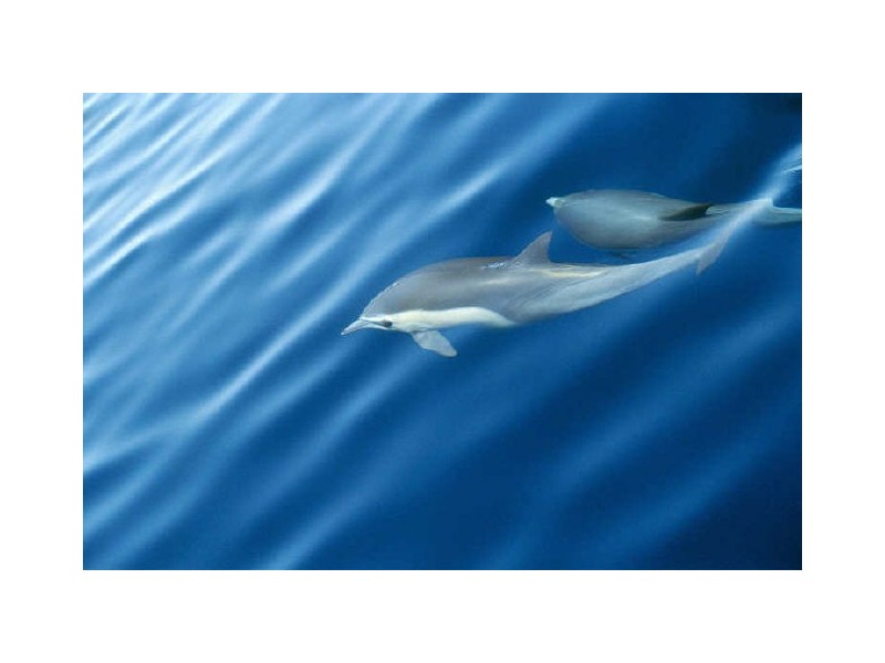 30 Illabunda Drive, Malua Bay NSW 2536