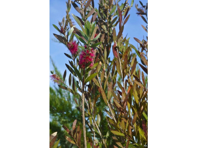 “Willawong”/273 Nelligen Creek Road, Nelligen NSW 2536