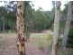 25 Palana Street, Surfside NSW 2536