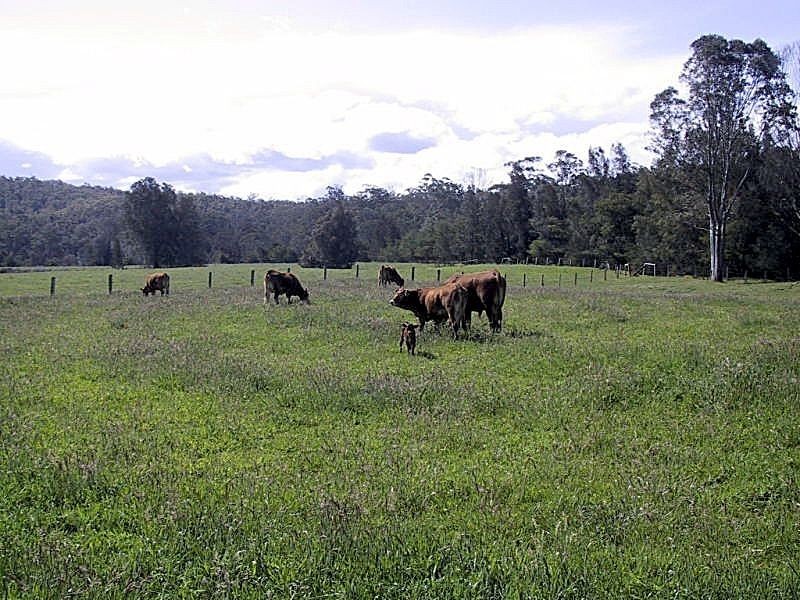 58 Egans Road, Runnyford NSW 2536