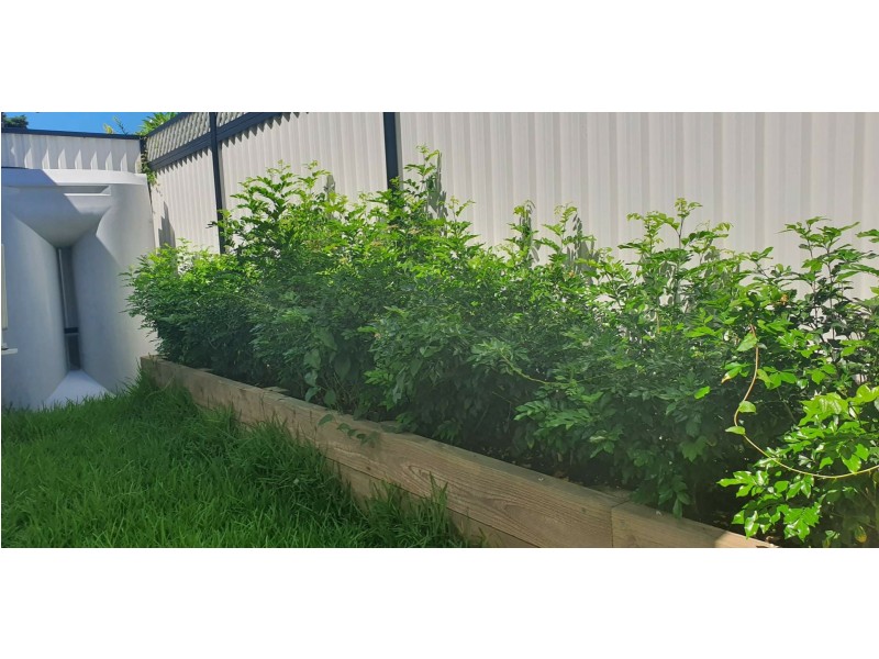 13 St Georges Road, Bexley NSW 2207