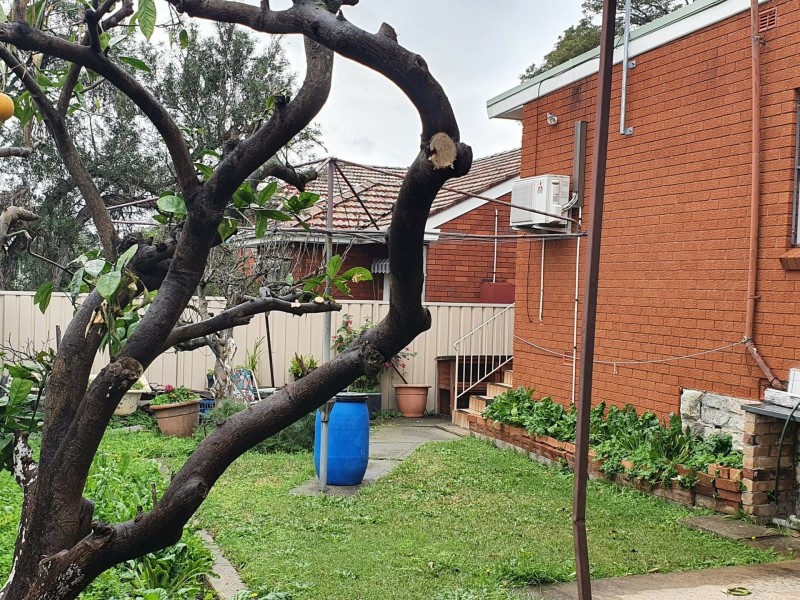 31 Sackville Street, Bexley NSW 2207